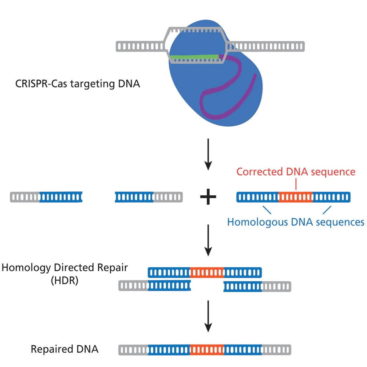 Hesi case study cystic fibrosis