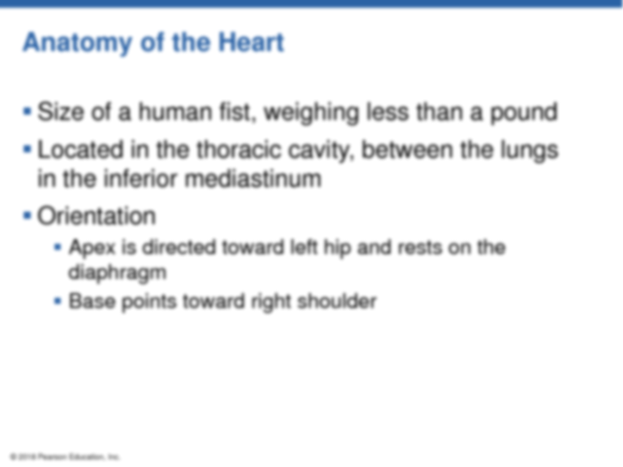 Chapter 11 the cardiovascular system answers