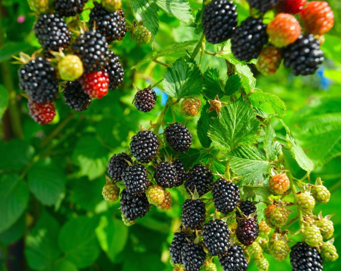 A farmer who grows blackberries