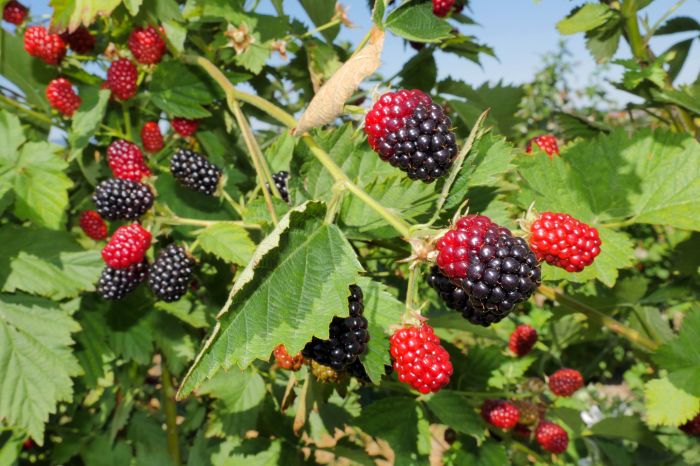 A farmer who grows blackberries