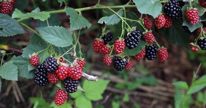 Blackberries grow