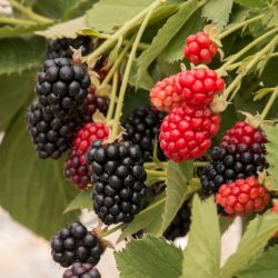 Blackberries fruit blackberry plant plants planting growing bushes almanac bush berries berry grow thornless grobe