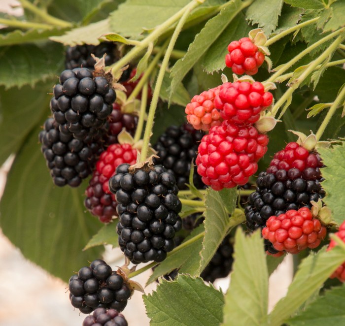 Blackberries fruit blackberry plant plants planting growing bushes almanac bush berries berry grow thornless grobe