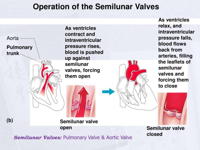 Chapter 11 the cardiovascular system answers