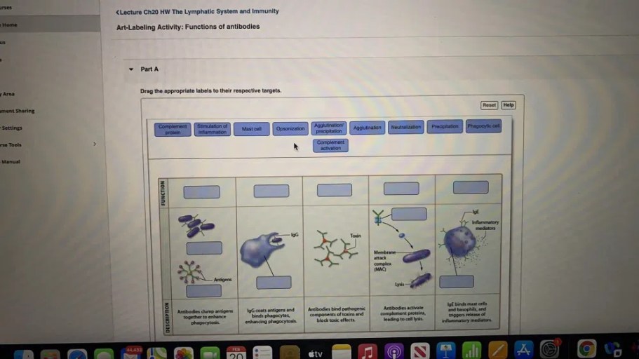 Art-labeling activity: functions of antibodies