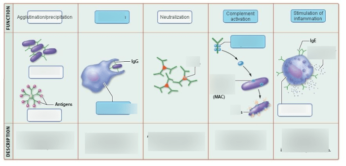 Art-labeling activity: functions of antibodies