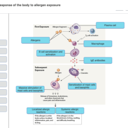 Labeling activity epithelia identify drag onto types classifying diagram answers labels part lables solved anatomy physiology simple transcribed text show