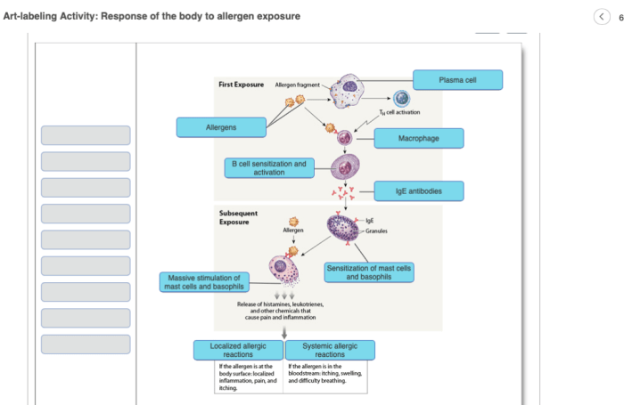 Labeling activity epithelia identify drag onto types classifying diagram answers labels part lables solved anatomy physiology simple transcribed text show